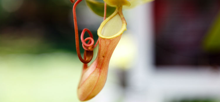 plantas carnívoras Nepenthes bicalcarata