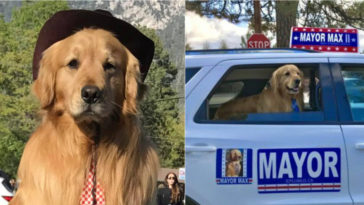 Nombran a un Golden Retriever nuevo alcalde