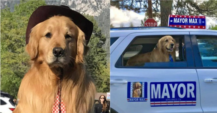 Nombran a un Golden Retriever nuevo alcalde