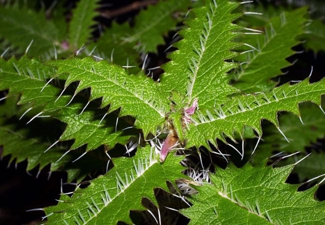 Plantas peligrosas