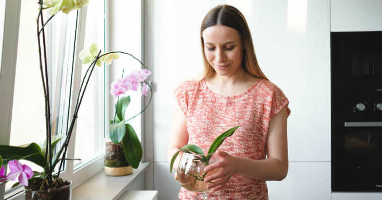 Orquídea con hojas amarillas