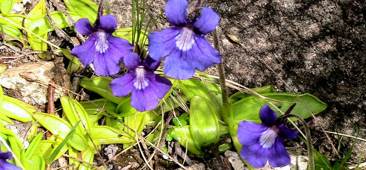 plantas carnívoras Violeta de agua