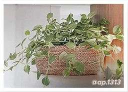 Peperomia