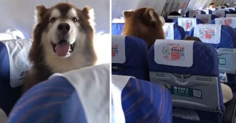 Permiten volar a un perro al lado de su amo discapacitado
