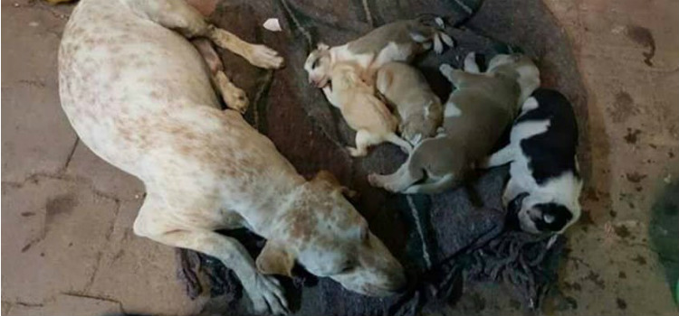 Perrita dio la vida para salvar a sus cachorros cachorritos