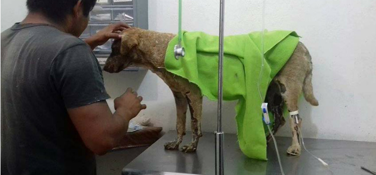 Perrita dio la vida para salvar a sus cachorros esperanza