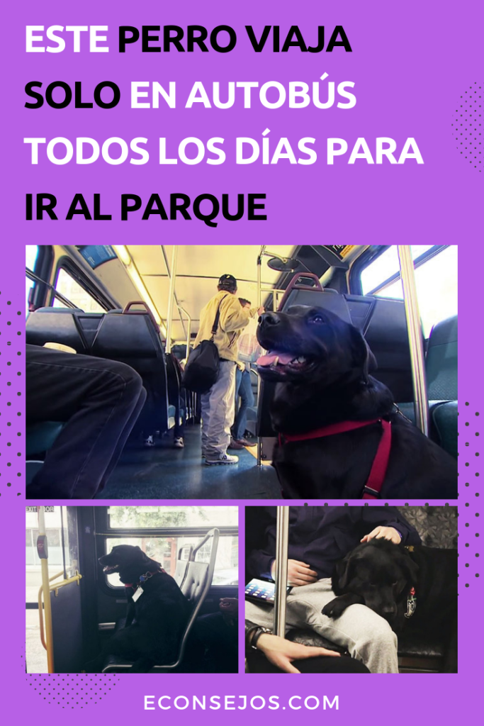 Perro viaja solo autobus parque