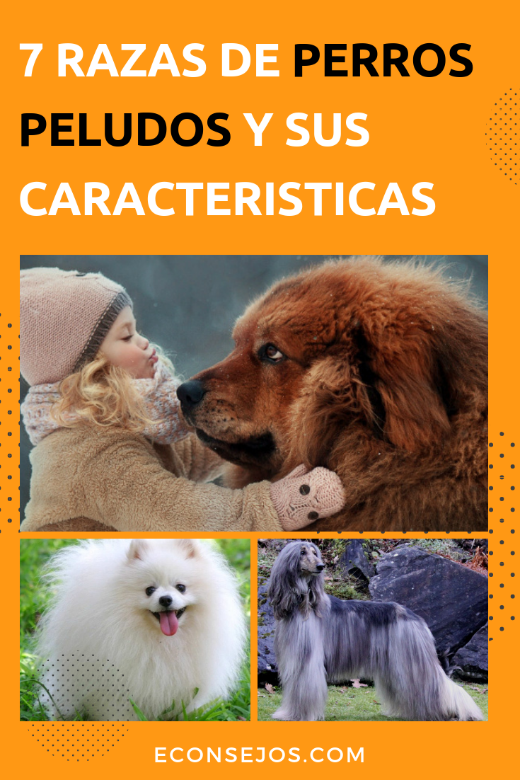 Perros peludos