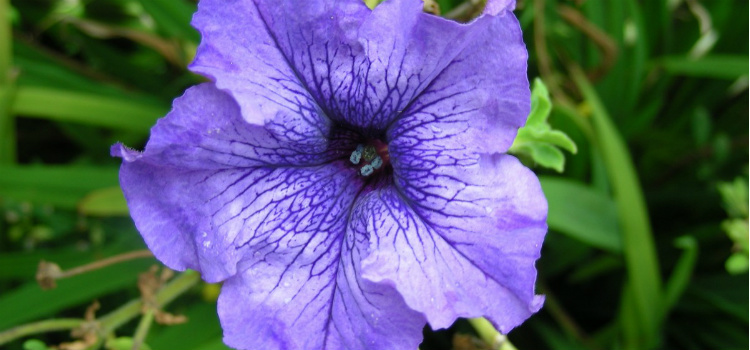 Petunias