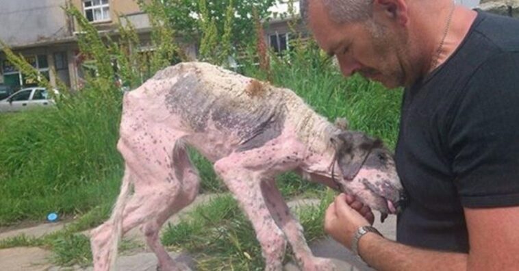 Piden en las redes que capturen a una perrita y la sacrifiquen