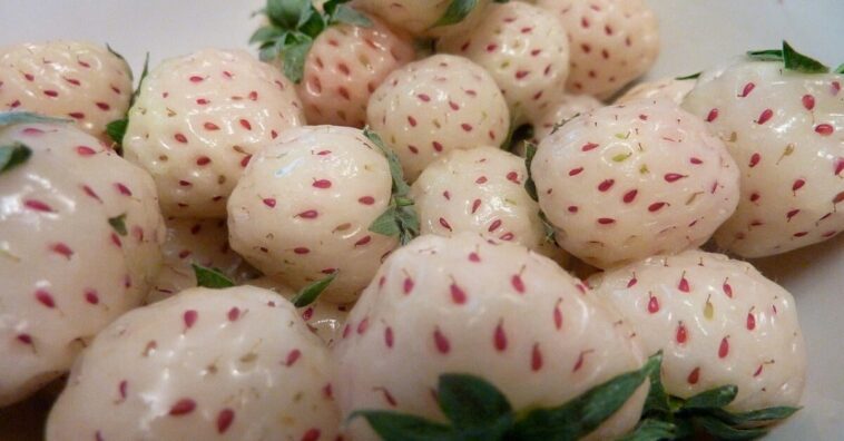 Pineberry