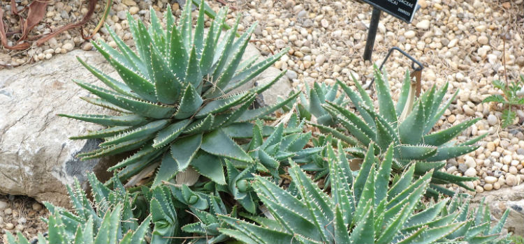 Plantas crasas Aloe pillansii