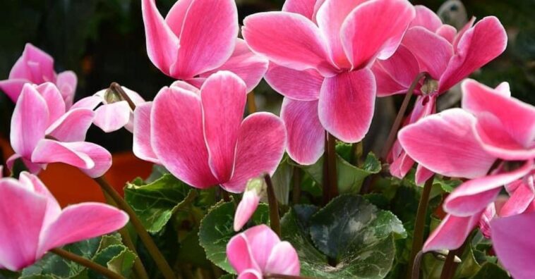 Plantas de color rosa para adornar tu casa