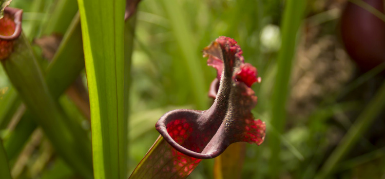 Plantas jarro