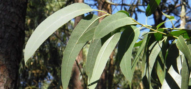 Plantas medicinales eucalipto