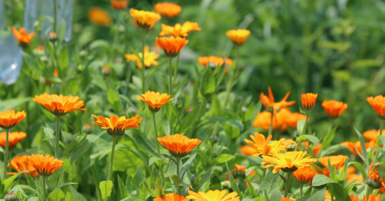 Plantas medicinales