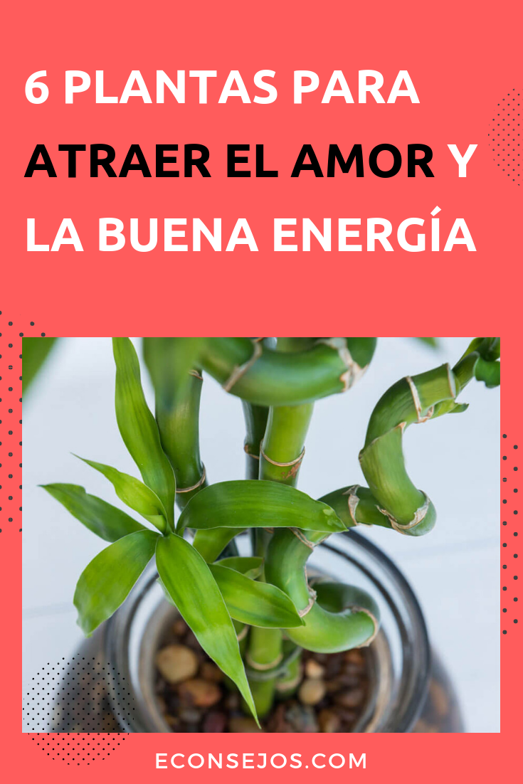 Plantas para atraer el amor