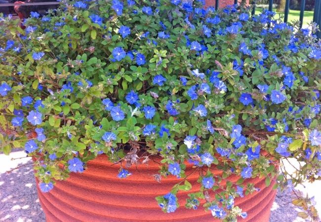 Plantas colgantes de pleno sol