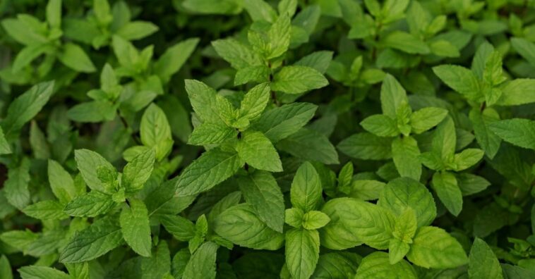 Plantas que alejan a las cucarachas de casa