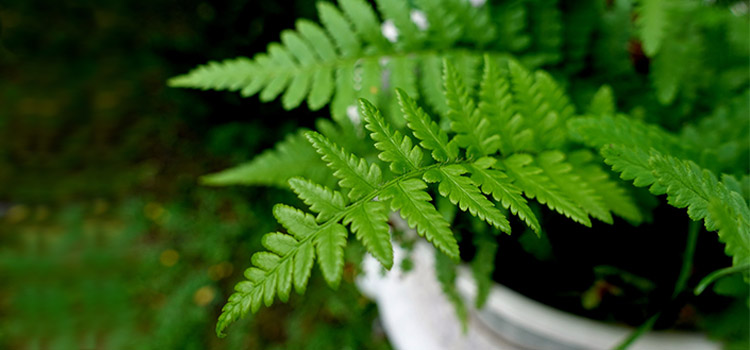 Plantas que te ayudan a dormir helecho