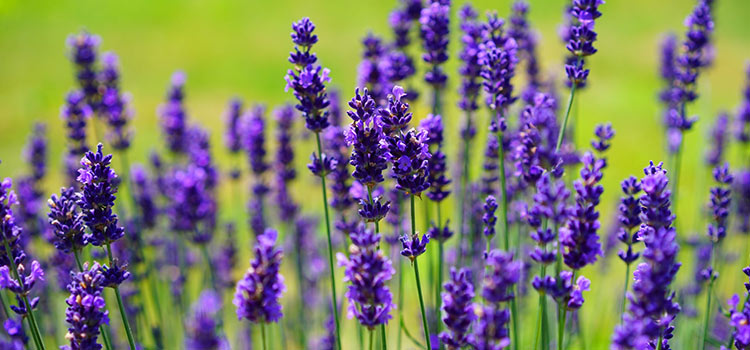 Plantas que te ayudan a dormir lavanda