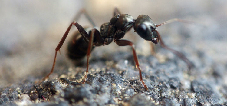 Remedios caseros para las hormigas 