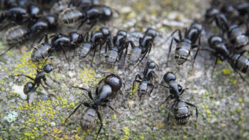 Remedios caseros para las hormigas