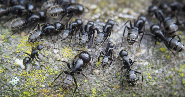 Remedios caseros para las hormigas