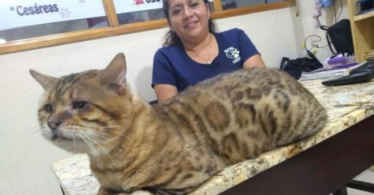 Rescatan a un gato gigante en el parque de Tampico tras confundirlo con un leopardo