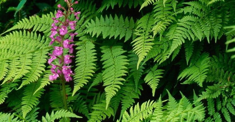 fertilizante para las plantas saludables y frondosas