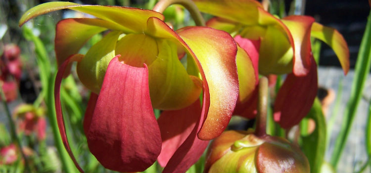 plantas carnívoras Sarracenia purpurea