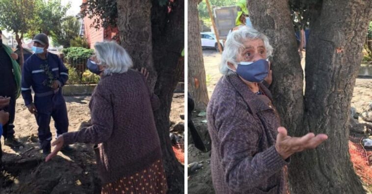 señora se aferra a un árbol en peligro de extinción