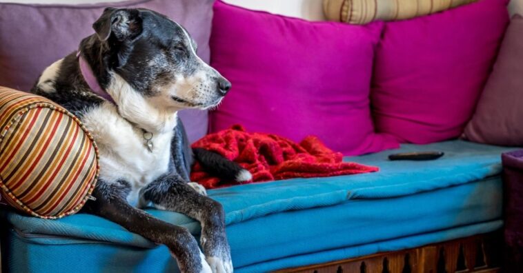 Señales que indican que un perro está a punto de morir