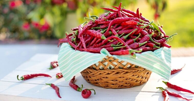 Singularidades sobre los chiles mexicanos