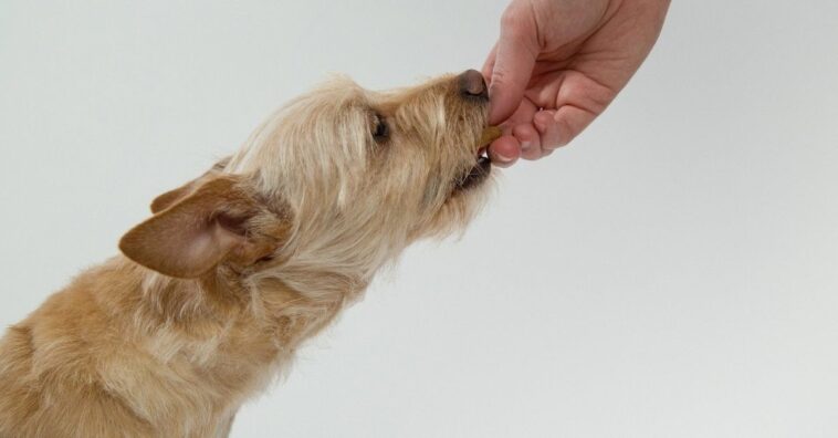 Snacks saludables para los perros