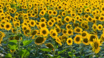 plantar girasoles