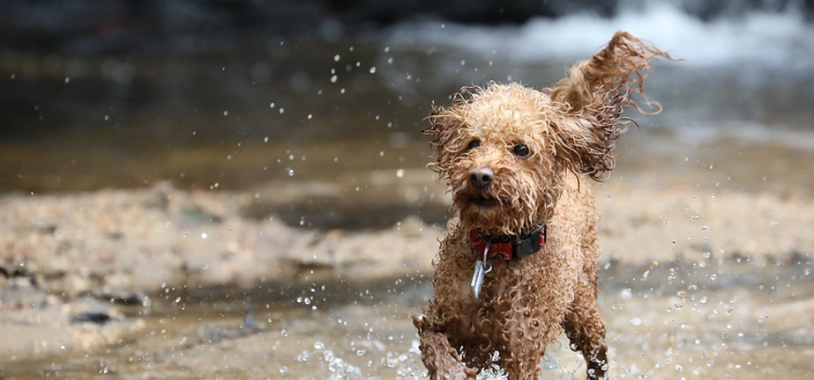 Razas de perros pequeños