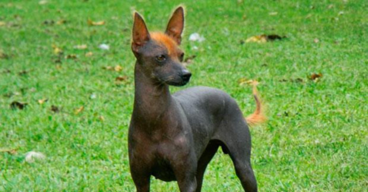 Razas de perro sin pelos