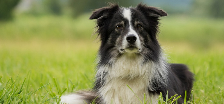  razas de perros para niños