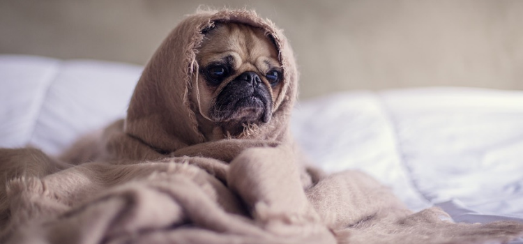  razas de perros para niños