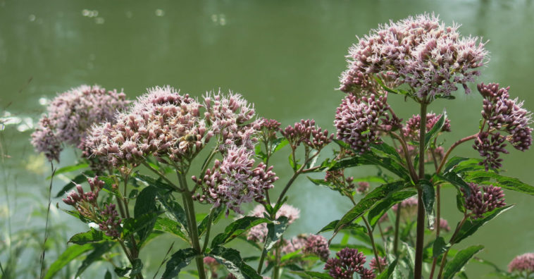 Valeriana