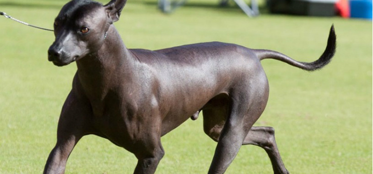 Xoloitzcuintle