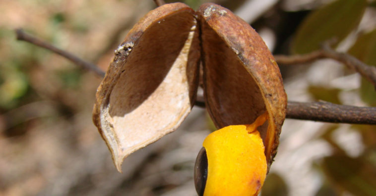 aceite de copaiba