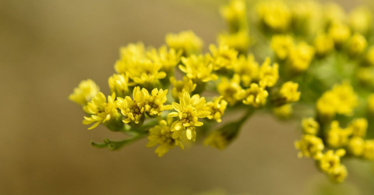 aceite de onagra para la menopausia