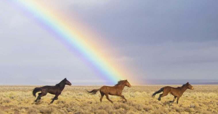 acertijo de caballos