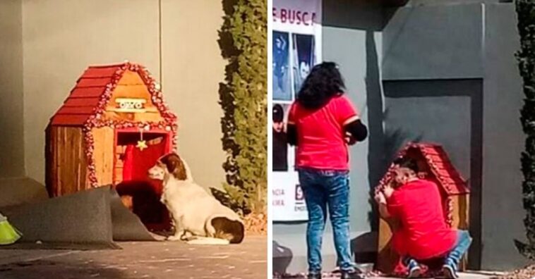 adoptan a un perrito y le decoran la casita por Navidad