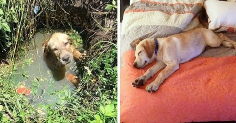 agente ayuda a rescatar a un perro de morir ahogado y decide adoptarlo