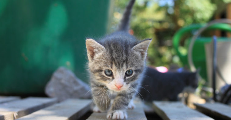 ahuyentar gatos