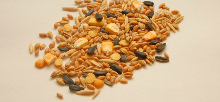 alimentos ricos en vitamina e semillas