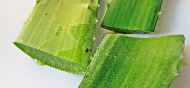 aloe